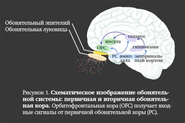 Последствия инфекции SARS-CoV-2 для мозга
Последствия инфекции SARS-CoV-2 для мозга
