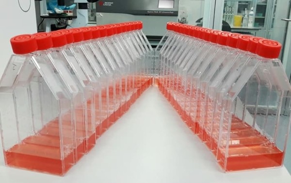 
        Киллерные клетки против опухолей			    