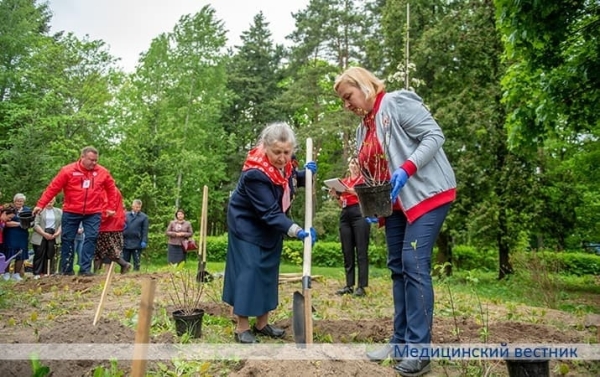 
        Раскошныя гартэнзіі ў гонар медыцынскіх сясцёр			    