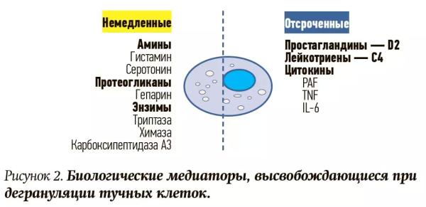Синдром активации тучных клеток. Почему не всегда возможно добиться контроля течения аллергических заболеваний?                     
        Синдром активации тучных клеток. Почему не всегда возможно добиться контроля течения аллергических заболеваний?