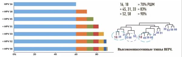 
        ВПЧ: о вакцинопрофилактике без купюр                    