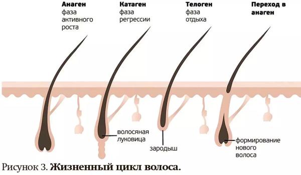 
        Алопеция у женщин: поиск возможных причин  и подходы к лечению                     