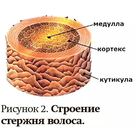 Алопеция у женщин: поиск возможных причин и подходы к лечению
Алопеция у женщин: поиск возможных причин и подходы к лечению