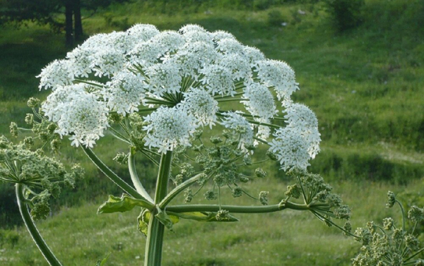 
        Фотодерматозы: фототоксические ожоги, аллергические реакции и солнечная крапивница                    