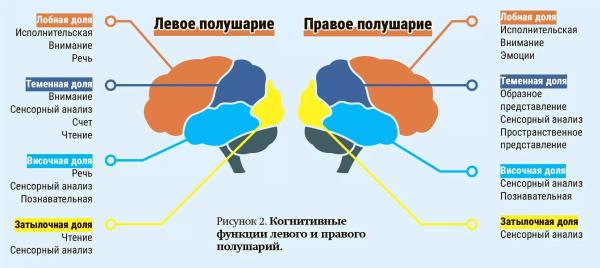 
        Когнитивные нарушения при сосудистой патологии головного мозга: актуальные подходы к диагностике и лечению + аудио                
        
        